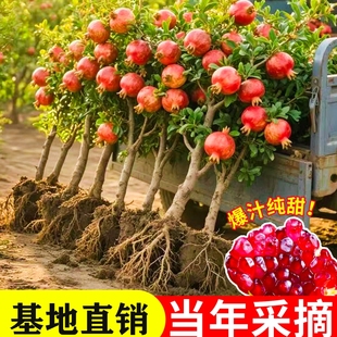 石榴苗耐寒盆栽地栽红宝石甜种植突尼斯石榴花苗庭院客厅软籽结果