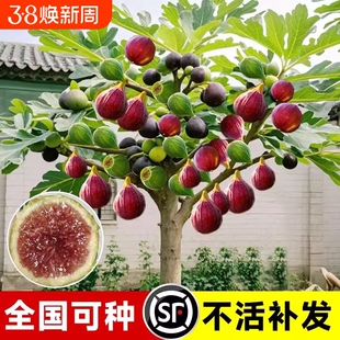 无花果树果苗矮化盆栽特大果树苗波姬红南方北方种植带土当年结果