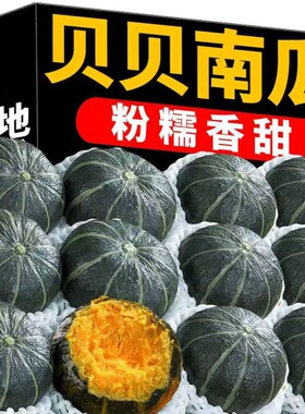 正宗贝贝南瓜板栗味板栗小南瓜婴儿辅食农家自种新鲜蔬菜粉糯香瓜