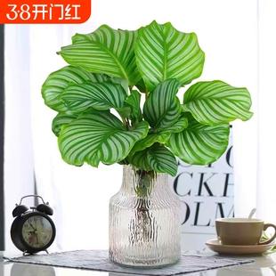 青苹果竹芋盆栽水培植物客厅孔雀竹芋办公室内桌面四季好养绿植