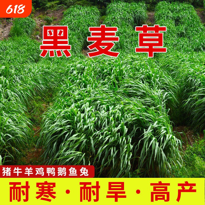 黑麦草种籽子种四季多年生耐寒牧草种子养殖草种鸡鸭鱼草兔子高产