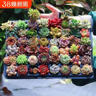 多肉植物批发室内带盆组合小盆栽大颗新手好养易活花卉绿植套餐
