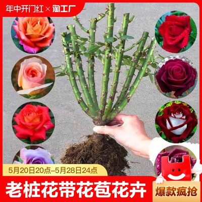 玫瑰花苗老桩花带花苞花卉绿植物盆栽月季蔷薇室内外四季开花基地