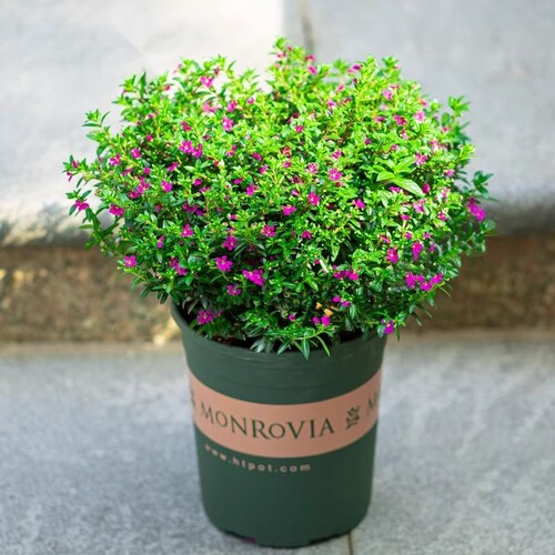 四季常绿易养满天星盆栽水培土培