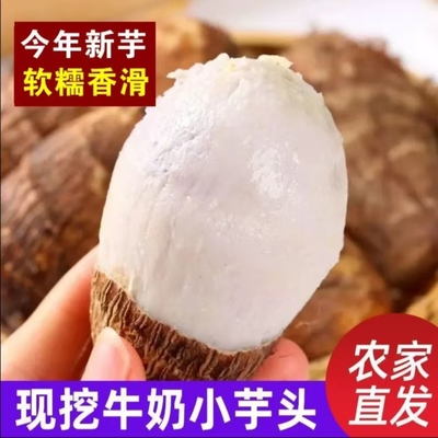 正宗现挖牛奶小芋头新鲜小毛芋软糯香滑芋艿新鲜蔬菜大果小香芋子