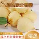 河北正宗鸭梨新鲜河北鸭梨水晶梨大白梨非雪花梨冰糖雪梨