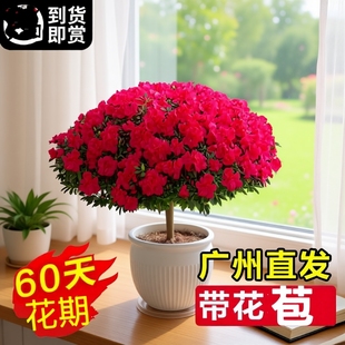 杜鹃花盆栽带花苞绿植物室内阳台四季 开花栀子花苗老桩耐寒鲜花卉
