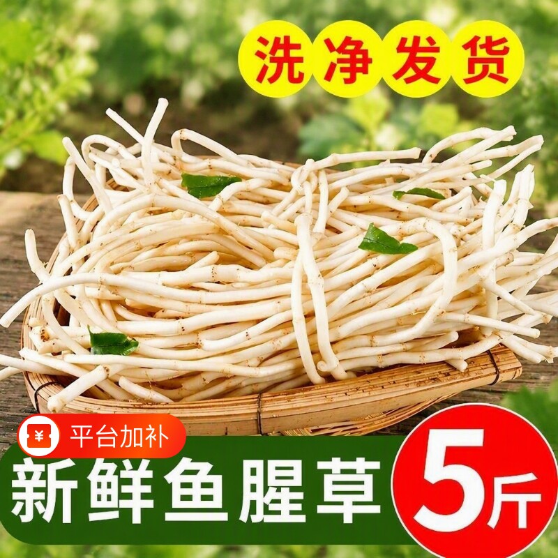 鱼腥草折耳根新鲜嫩芽当季野蔬菜嫩根农家下饭菜即食凉拌自种