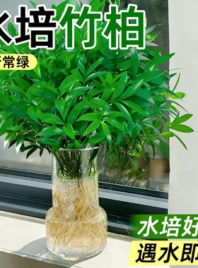 驱蚊竹柏发财树竹子水培绿植盆景栽桌面花卉室内好养四季常绿水养