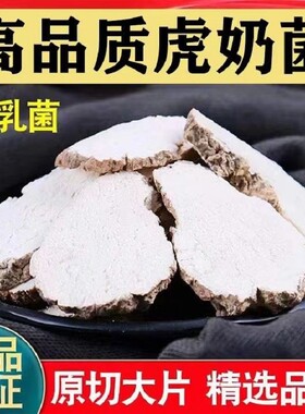 野生正宗虎乳菌虎奶菌原装云南儿童煲汤虎奶菌虎奶菇养生止咳