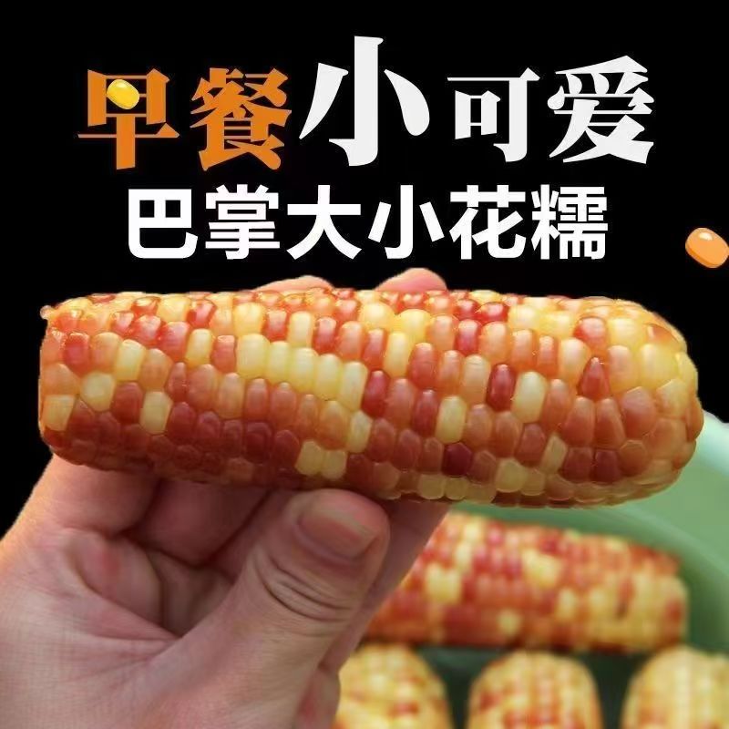 西双版纳新鲜花糯玉米5斤无添加粗粮真空香糯早餐即食香甜小玉米