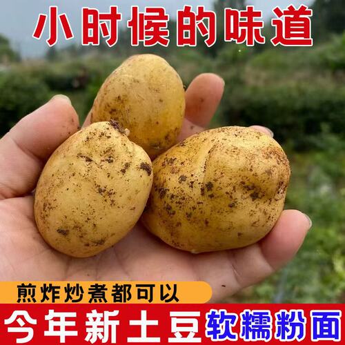黄皮小土豆新鲜马铃薯
