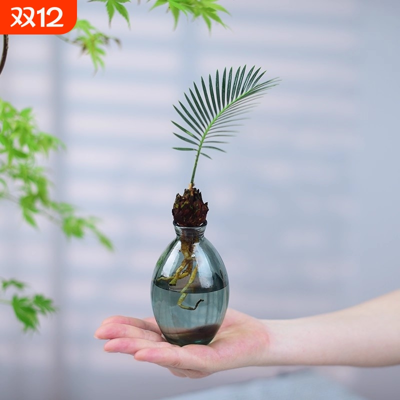 铁树盆栽室内绿植办公客厅茶几桌面植物室内好养水培小盆景礼品