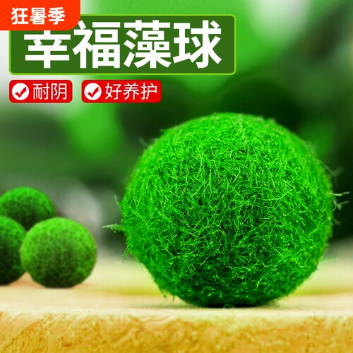 焘渔鱼缸活体水草耐活