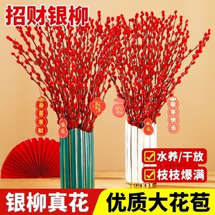 银柳真花鲜枝客厅摆件红色年宵花花卉干花干枝盆栽水培植物新年