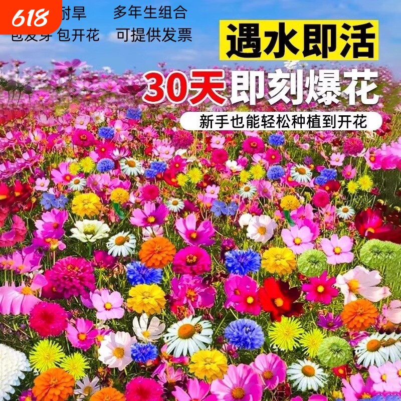 野花组合种子四季开花格桑花籽百日草花籽花种籽子重瓣庭院播种