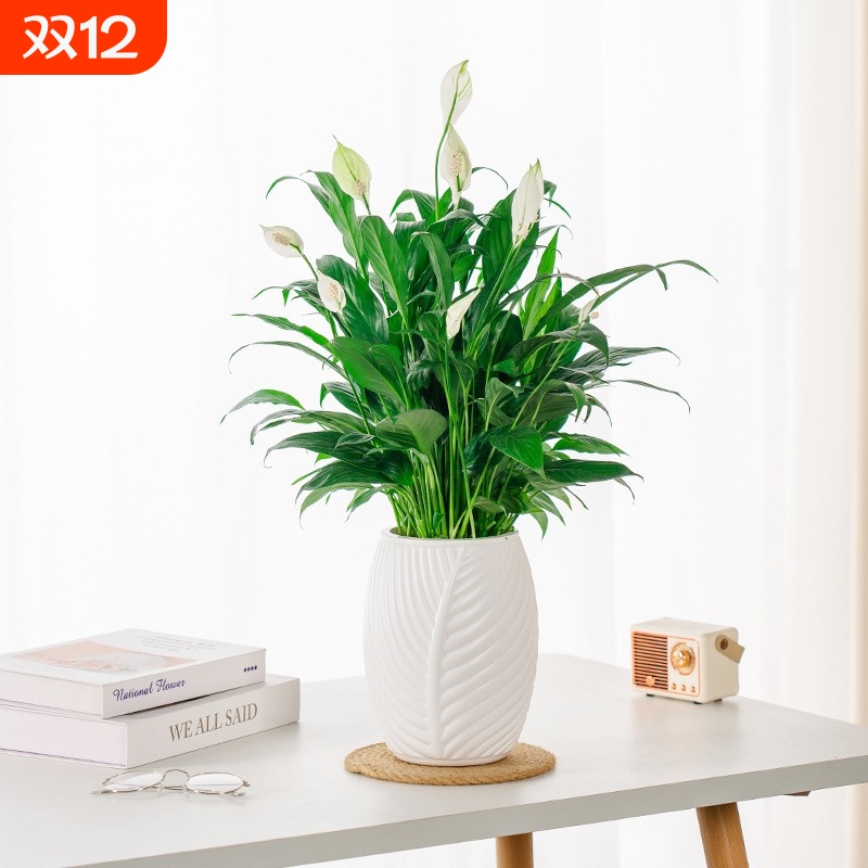 自吸水懒人盆免浇水树脂种植盆发财树装饰植物塑料花盆双层蘑菇