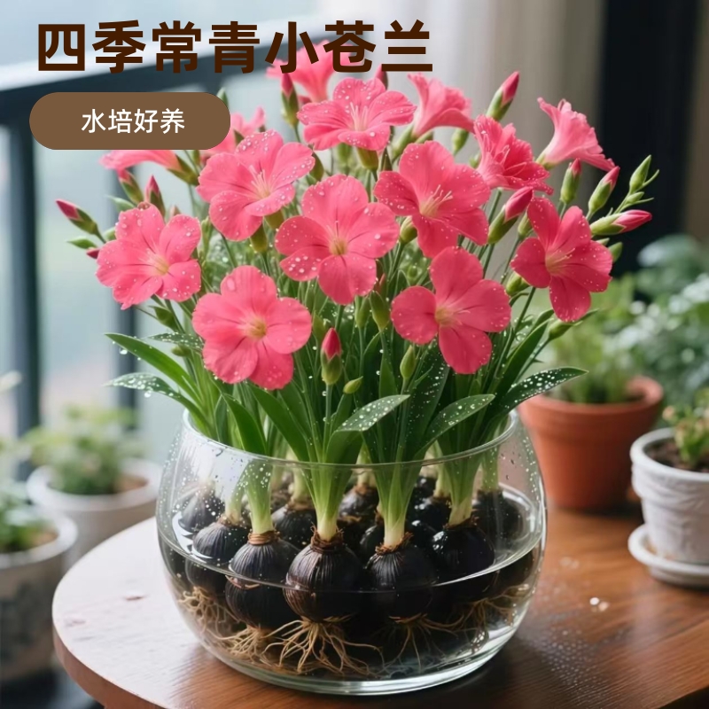 四季常青驱蚊草小苍兰盆栽花卉绿植客厅耐寒耐冻好养阳台庭院开花