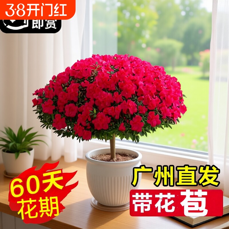 杜鹃花盆栽带花苞绿植物室内阳台四季开花栀子花苗老桩耐寒鲜花卉
