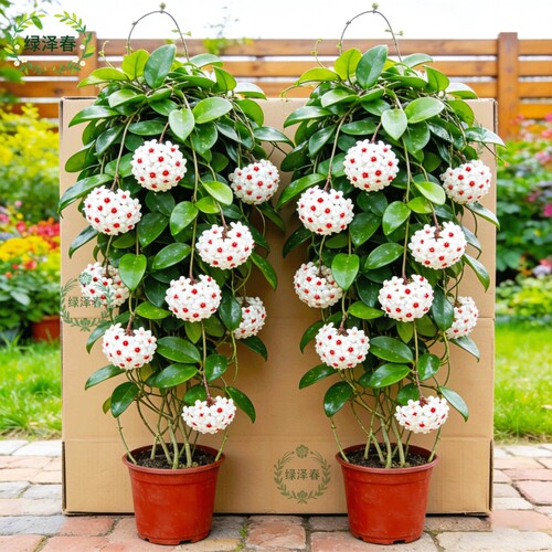 球兰大苗盆栽绿植带花吊兰小苗室内外四季开花卉植物兰花苗客厅