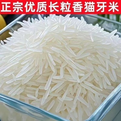 【净重】猫牙香米10斤现磨直发农家长粒香米10斤丝苗米煲仔饭煮饭