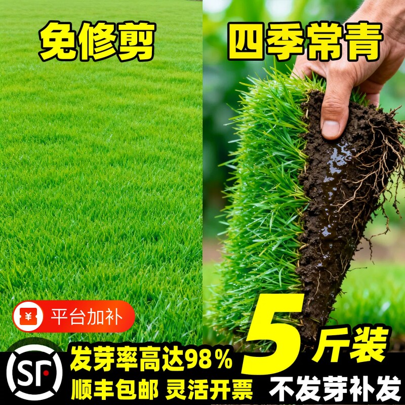 绿化草坪草籽四季常青护坡固土狗牙根黑麦草种子矮生庭院地毯草皮