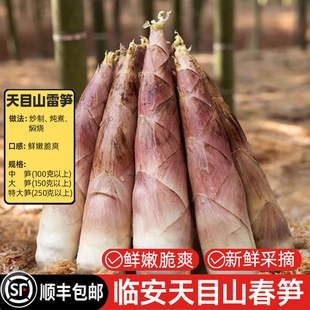 临安春笋新鲜现挖天目山雷笋浙江高山野生小竹笋农家鲜笋顺丰包邮