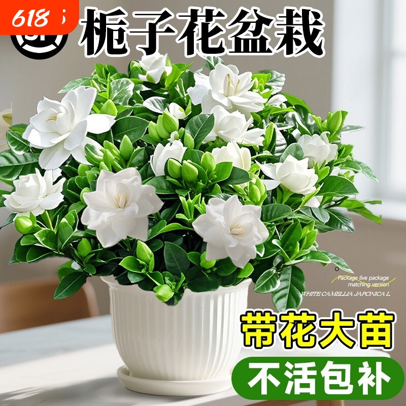 大盆栀子花盆栽四季开花树苗带花苞浓香型大叶独杆枝花水培绿植物