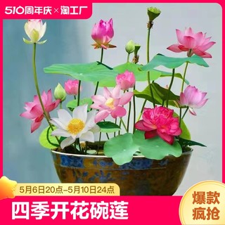 碗莲水培植物花卉室内花好养四季开花种子籽水养荷花盆栽睡莲庭院