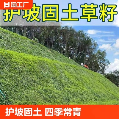 草坪草籽护坡固土四季常青黑麦草种子耐寒耐旱绿化工程狗牙根草籽