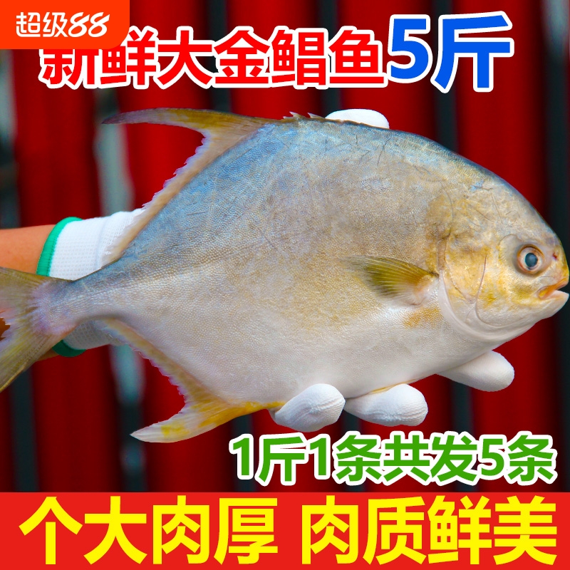 新鲜鲳鱼5斤5条速冻水产金昌