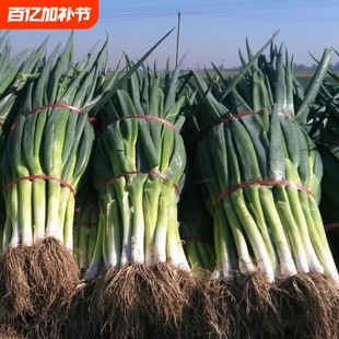 山东大葱铁杆大葱新鲜蔬菜产地直发生吃蘸酱炒菜扒皮大葱产地直发
