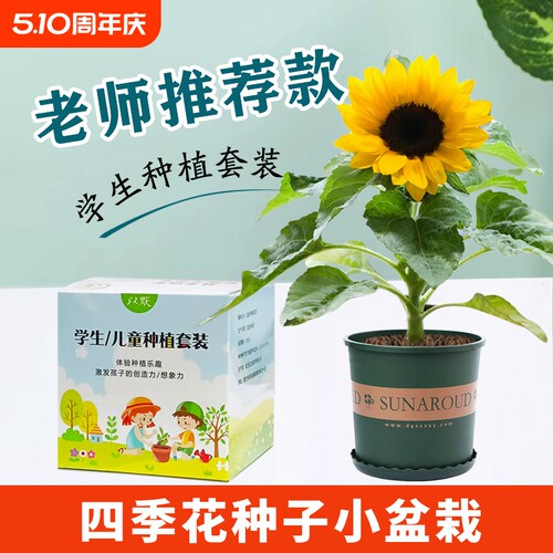 小学生种植观察套装向日葵盆栽