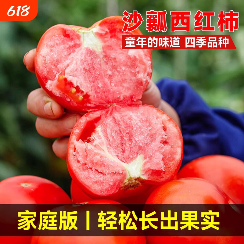 西红柿秧苗普罗旺斯番茄种子草莓圣女果籽盆栽蔬菜苗大全超甜阳台