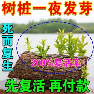 死树生根剂大小果树移栽种植快速生根药水复活液枯树再生壮苗剂M