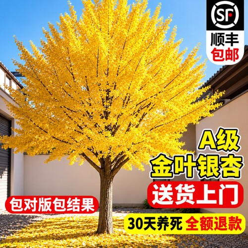 银杏树活苗金叶白果风景拆迁南北种植成活行道树乔木庭院别墅绿化