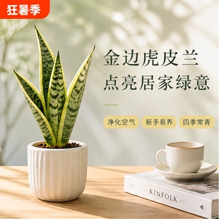 金边虎皮兰盆栽基地原盆室内客厅桌面植物旺宅种植耐阴虎尾兰卧室