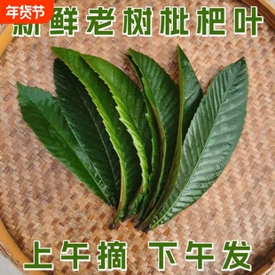 买一送一老树枇杷叶新鲜500g克现摘现发老枇杷树叶泡水枇杷膏原料
