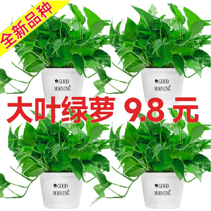 绿萝盆栽室内好养客厅净化空气花卉大叶大盆绿箩除甲醛绿植办公室