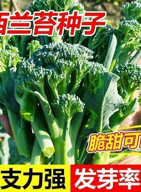 西兰苔花菜种子西兰花种子芥菜苔种子阳台庭院蔬菜种子高产好吃