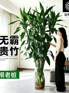 富贵竹水培植物好养易活