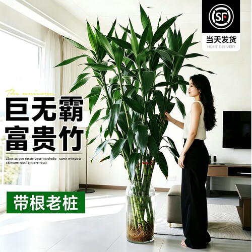 富贵竹水培植物好养易活
