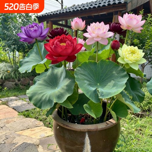 大型观赏荷花种藕苗水培植物庭院盆栽池塘水缸水养莲花食用莲藕苗
