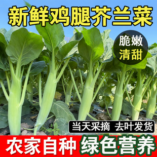新鲜甜脆鸡腿大芥兰芥蓝菜苔菜心农家自种青菜当季淘菜菜生鲜蔬菜
