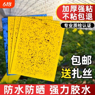 黄板双面粘虫板大棚菜园小飞虫果蝇诱捕器粘蚊贴苍蝇贴果园粘蝇纸