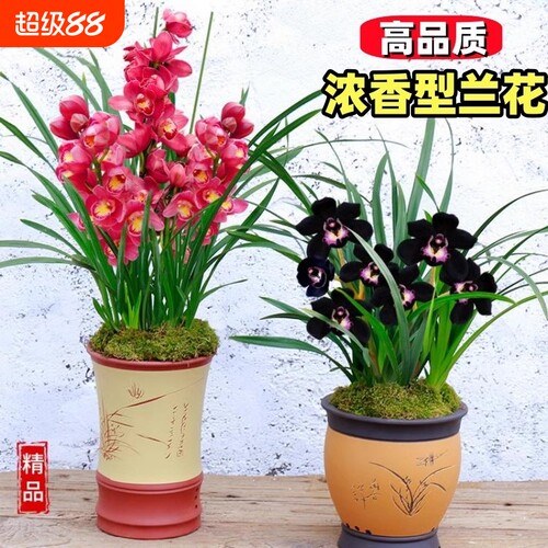 蝴蝶兰精品浓香|超1000次加购
