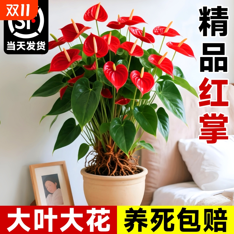 特大号红掌盆栽带花大叶大花客厅绿植室内好养植物办公室桌面花卉