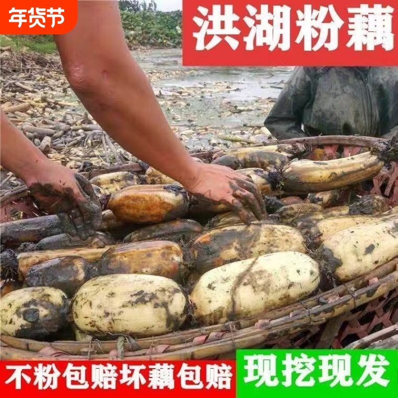 湖北洪湖粉藕新鲜煲汤产地直发现挖莲藕面藕软糯藕炖汤孕妇儿老人,水产肉类/新鲜蔬果/熟食,莲藕,淘宝优惠券,粉丝福利购,淘宝优惠卷
