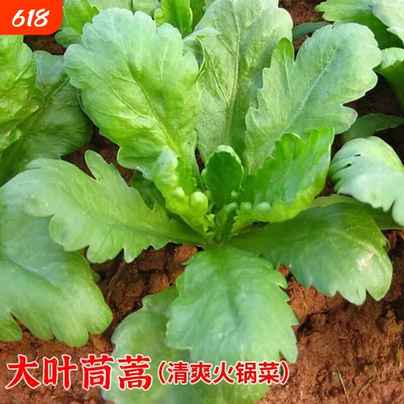 小青菜香茼蒿种籽四季菜籽青菜种蔬菜春季秋冬菜种籽种子中叶麦菜