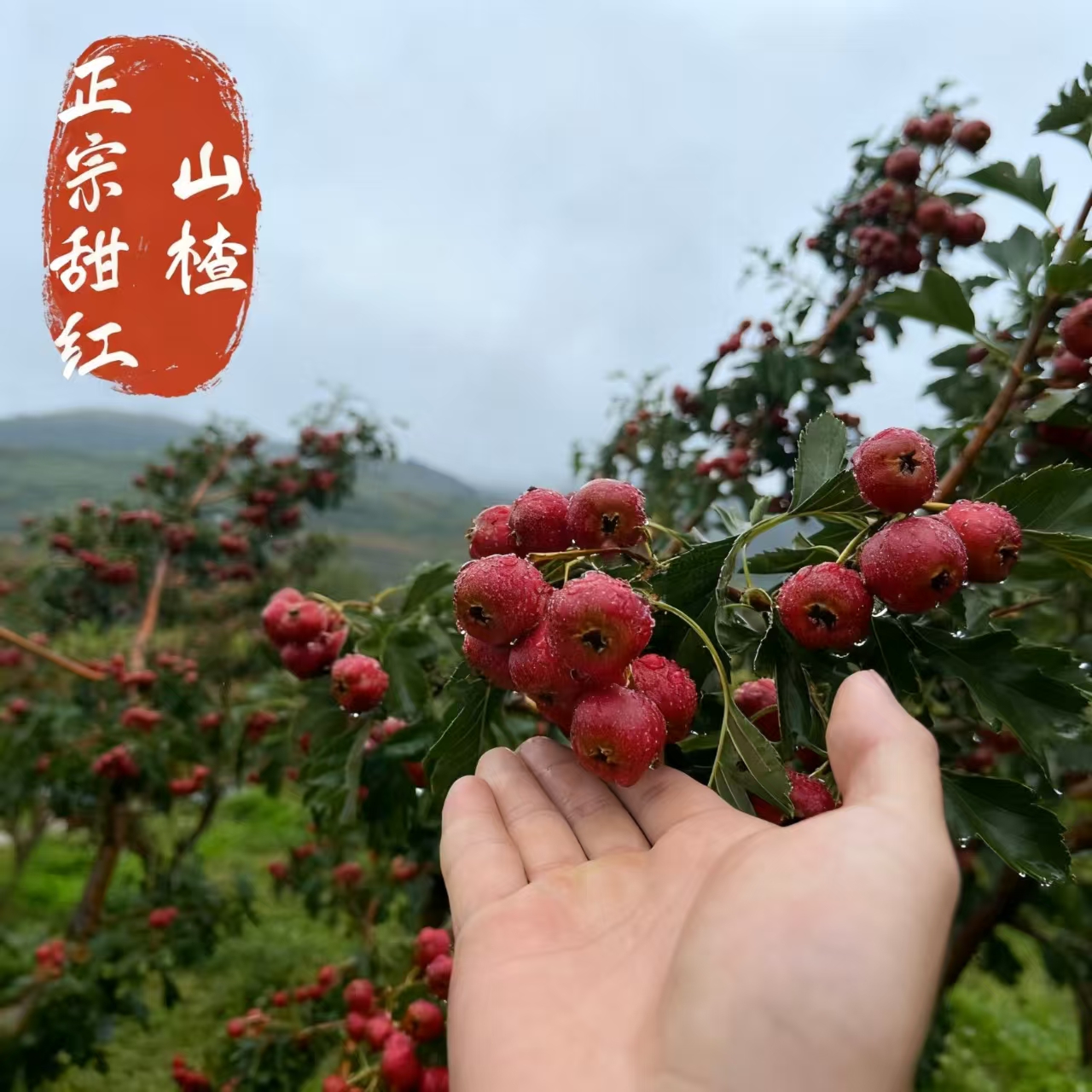 正宗甜红子山楂稀有甜山楂品种新鲜应季水果糖雪球批发甜山楂泡酒